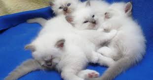 Cuccioli Minerva 2007 13 Cute Baby Cats Cats Cute Cats