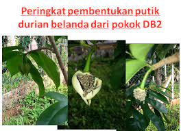 Sirsak atau durian belanda dapat dijadikan juice. Pokok Durian Belanda Cepat Berbuah 86 Gambar Akar Durian Belanda Paling Hist Gambar Pixabay Untuk Mendapatkan Bibit Durian Yang Baik Sobat Bisa Mendapatkannya Di Tempat Penjualan Bibit Durian Kudunangayeeki