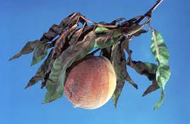 Managing spotted winged drosophila in commercial fruit production. Brown Rot Of Stone Fruits Ohioline