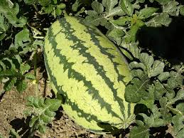 Maybe you would like to learn more about one of these? Growing Watermelons How To Grow Watermelons