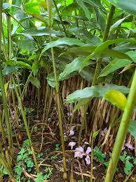 Image result for Aframomum corrorima