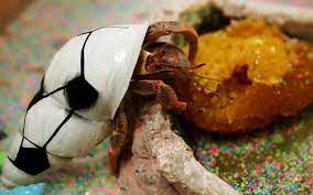 What Do Hermit Crabs Eat And What To Avoid Hermit Crab Diet 101