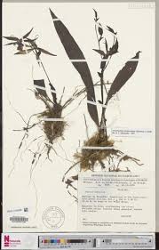 Image result for Ancistrorhynchus tenuicaulis