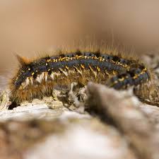 Almost every part of this caterpillar has a different color. Identify Caterpillars Wildlife Watch