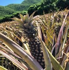 Antigua & barbua takes over new york. Antigua Barbuda On Twitter Antigua Black Pineapple Known As World S Sweetest Loveantiguabarbuda Https T Co Edarftfrht