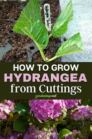 How To Grow Hydrangea From Cuttings In 2021 Growing Hydrangeas Propagating Plants Household Plants
