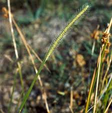 Image result for Setaria parviflora