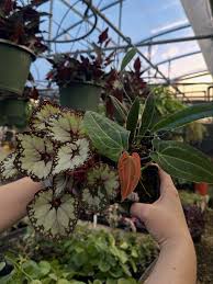 Image result for Begonia princeae