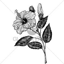 Hibiscus Flower Drawing Gl Stock Images Extend wavy, curved lines from the flower center in order to enclose at least two more petals, filling in the gap at the back. hibiscus flower drawing gl stock images