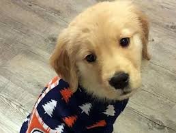For example, they're both really great players on the philadelphia at that time, we'd yet to have any visuals on gostisbehere, though. Nhl Teams Celebrate National Dog Day Thescore Com