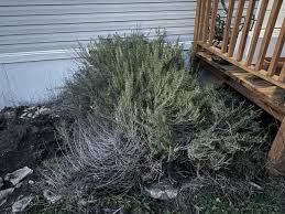 Image result for rosemary pruning