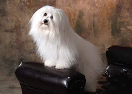 Coton De Tulear Dog Breed Pictures Information Temperament Characteristics Animals Breeds Coton De Tulear Dogs Coton De Tulear Dog Breeds