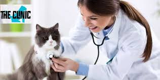 Affordable pet clinic near me. Veterinary Services At Veterinary Park Clinic Cobone Offers