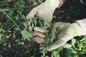 Does salt and boiling water kill weeds? How To Use Bleach To Kill Weeds Between Pavers 12 Tomatoes