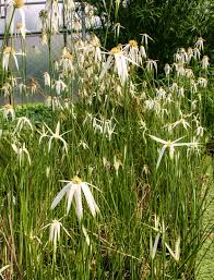 Image result for Dicoma arenaria