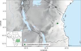 Image result for Polyceratocarpus gossweileri