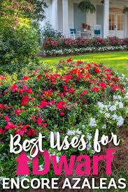 10 Best Uses For Encore Azaleas By Size Azaleas Landscaping Azaleas Garden Dwarf Azaleas