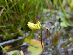 Image result for Utricularia  minor