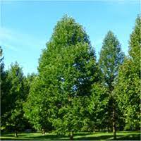 Cucumber Tree Ontario Ca