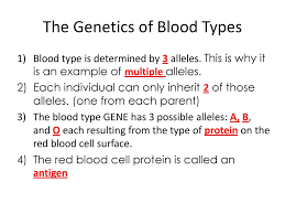 .codominance, multiple alleles and blood typing review the embedded amoeba sisters video multiple alleles means that there are more than 2 alleles which can be inherited in a population. Multiple Alleles Ppt Download