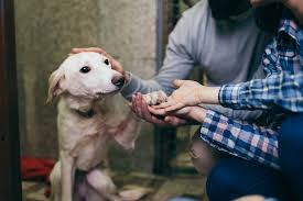 Save on designer collars, beds, toys, supplies, food, treats and more for your pet!. 16 Pet Adoption Stories That Will Make You Cry Best Life