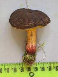 Image result for Xerocomellus diffractus