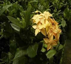 Image result for Ixora nana