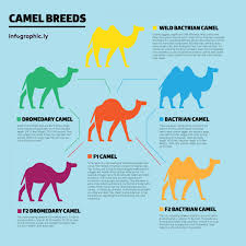 Livestock markets are a great place to start looking. You Won T Believe Camel Milk Cost Around Rs 3000 Litre And Yes People Are Consuming It