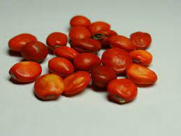 台灣紅豆ormosia formosana kanehira 台灣特有種 青猴公 leguminosae fabaceae 豆科 ormosia 紅豆樹屬 一個人與花草的生活 上保護蠟 打的洞也用玉線沾蠟穿洞 vegetables food tomato