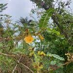 Image result for Aeschynomene elaphroxylon