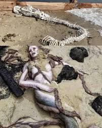 Image result for real mermaid