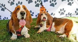 My puppies are raised in my immaculate home with lots of love and affection. Last Chance For Animals Puppy Mill Awareness Day