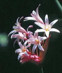 Image result for Sebaea leiostyla