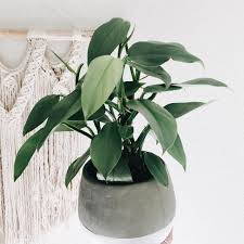 F O R E V E R P L A N T Y On Instagram Philodendron Silver Sword I Wish I Could Capture The Silver In The Leaves A Little Plants Philodendron Growers