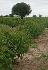 Image result for Jatropha curcas