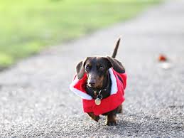 Dachshund is a german word meaning badger dog, and the breed's german history goes back some 600 years. Photos Annual Christmas Sausage Dog Walk In London S Hyde Park