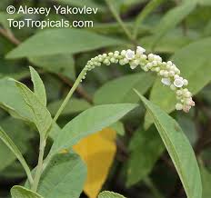 Image result for Cordia sp.A.