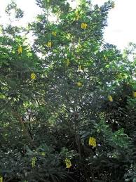 Image result for Calpurnia aurea