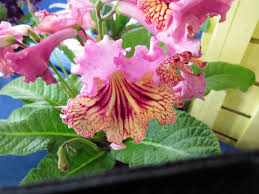 Image result for Streptocarpus erubescens