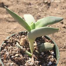 Image result for Crassula perfoliata