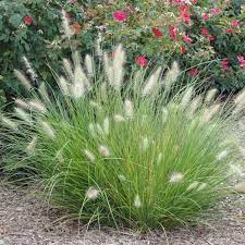 Fountain Grass Pennisetum Setaceum White 20 200 Or 2000 Etsy Ornamental Grass Landscape Fountain Grass Grasses Landscaping