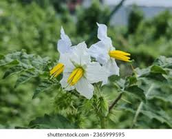 Image result for Solanum sisymbriifolium