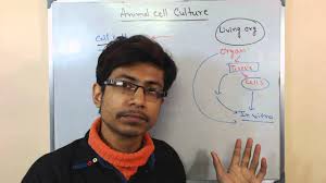 Tips and techniques for continuous cell lines. Mammalian Cell Culture 1 Introduction To Cell Culture Youtube