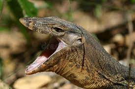Vs crocodile monitor lizard skeleton giant water monitor lizard lizard lips monitor lizard mouth iguana teeth monitor lizard bite monitor lizard facts largest monitor lizard monitor lizard. Image Result For Monitor Lizard Teeth Mouth Open Monitor Lizard Lizard Monkeys Funny