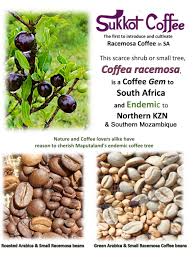 Image result for Coffea racemosa