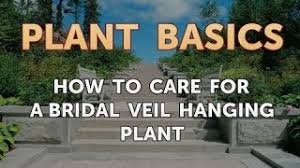 Tahitian bridal veil plant is a flowering houseplant with trailing dark green leaves, thin purple stems, and delicate white flowers, that resemble a bridal veil. How To Care For A Bridal Veil Hanging Plant Youtube