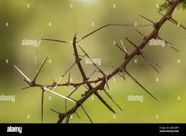 Image result for Acacia exuvialis