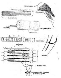 Fungsi utama jaringan otot secara umum adalah menggerakan jaringan atau organ lain pada tubuh serta menjaga posturnya. Jaringan Otot Pengertian Struktur Gambar Jenis Fungsi
