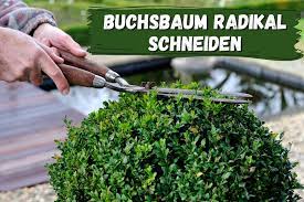 Um ihm eine form zu geben, muss jedoch genügend grünmasse. Buchsbaum Radikal Schneiden Starker Ruckschnitt Gartenlexikon De