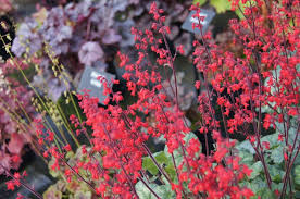 Heuchera Lipstick The Only True Red Heuchera British Garden Flower Show